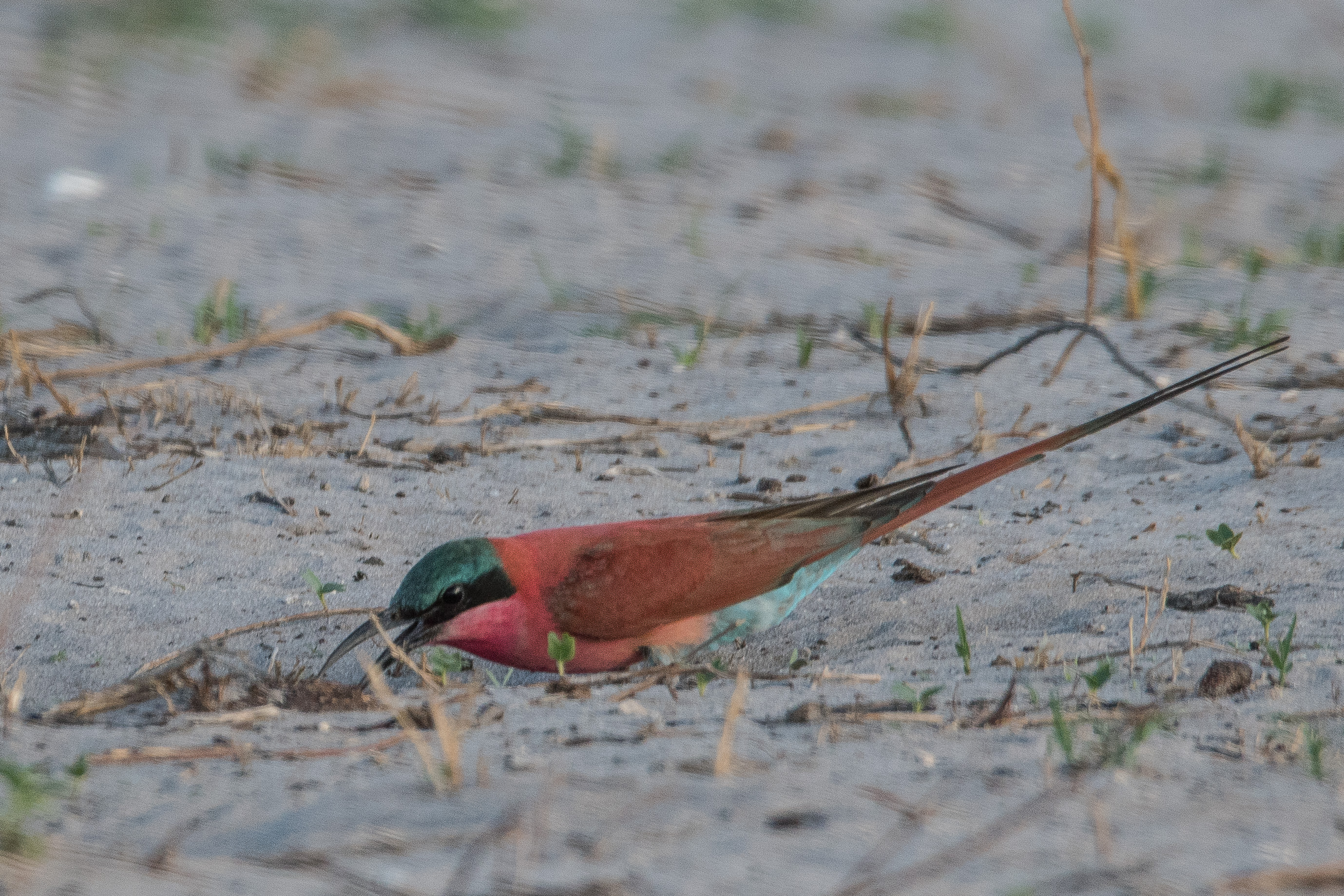 Guêpier carmin (Southern Carmine bee-eater, Merops nubicoides), adulte penché sur l'entrée de son nid, Réserve de Kwando, Botswana.